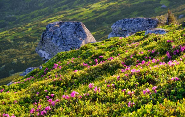 Rose rose fleurs de rhododendron sur la pente de montagne d'été — Photo