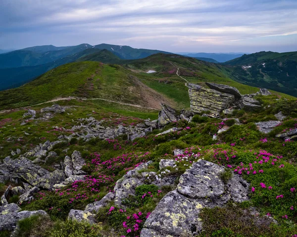 Růžově růžové květy v letní horské svahy — Stock fotografie