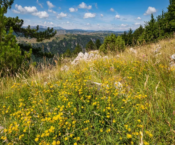 Letni Kanion Tara w parku narodowym Durmitor, Czarnogórg — Zdjęcie stockowe