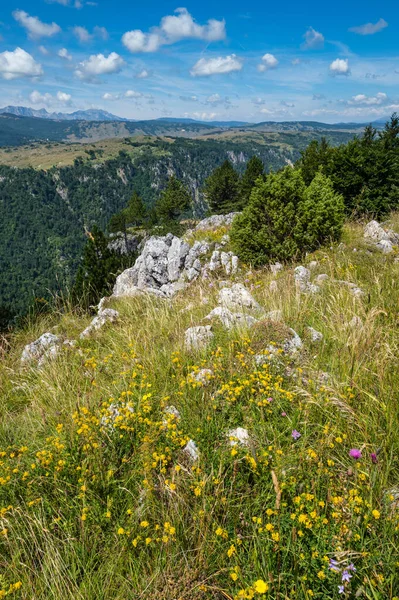 Verano Cañón Tara en la montaña Parque Nacional Durmitor, Montenegr —  Fotos de Stock