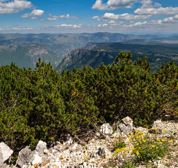 Letni Kanion Tara w parku narodowym Durmitor, Czarnogórg — Zdjęcie stockowe