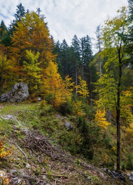 Huzurlu sonbahar Alpleri dağ orman manzarası. Gosauseen ya da Vor yakınlarında