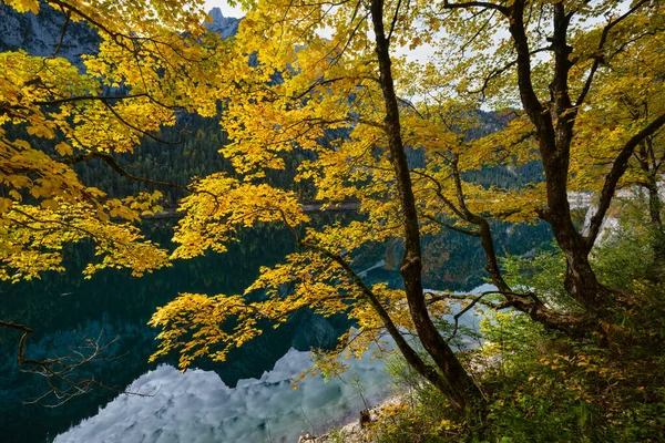Big maple tree near peaceful autumn Alps mountain lake with clea — Stock Photo, Image