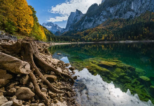 Tocones de árboles cerca de Gosauseen o Vorderer lago Gosausee, Aust superior — Foto de Stock