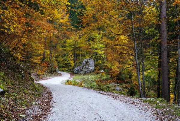 Peaceful autumn Alps mountain forest path road view. Near Gosaus — Stock Photo, Image