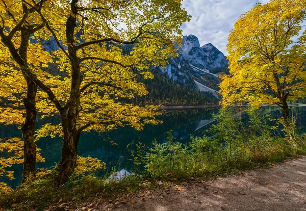Big maple tree near peaceful autumn Alps mountain lake with clea — Stock Photo, Image