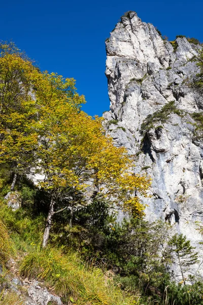 Sunny colorido outono cena alpina. Vista pacífica da montanha rochosa — Fotografia de Stock