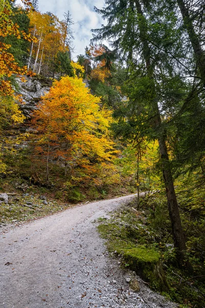 Jesienny las górski Alp. Niedaleko Gosauseen lub Vorderer Gosausee — Zdjęcie stockowe