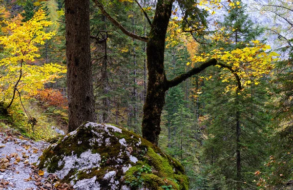 Jesienny las górski Alp. Blisko Gosauseen lub Vorderer Gosause — Zdjęcie stockowe