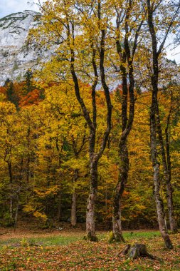 Huzurlu sonbahar Alpleri dağ orman manzarası. Gosauseen ya da Vor yakınlarında