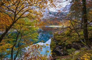 Hinterer Gosausee Gölü yakınlarındaki orman tahrip edildikten sonra ağaç kütükleri, Yukarı