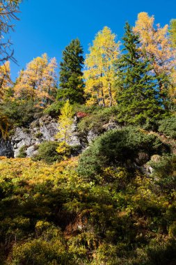 Huzurlu sonbahar Alpleri dağ orman manzarası. Reiteralm, Steiermark