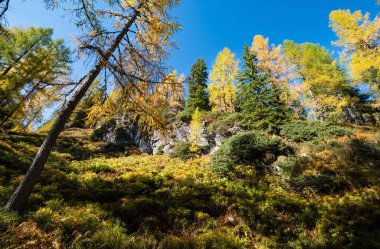 Huzurlu sonbahar Alpleri dağ orman manzarası. Reiteralm, Steiermark