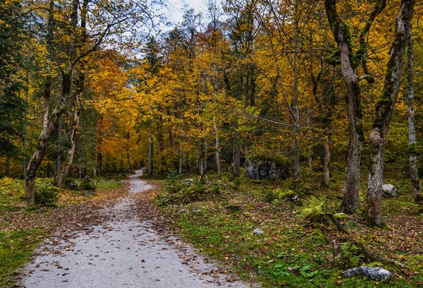 Huzurlu sonbahar Alpleri dağ orman manzarası. Gosauseen ya da Vor yakınlarında — Stok fotoğraf