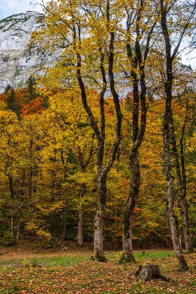 穏やかな秋のアルプスの山の森の景色。御息所・ヴォル付近 — ストック写真