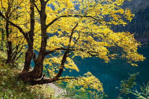 Gran árbol de arce cerca de los tranquilos Alpes otoño lago de montaña con clea — Foto de Stock