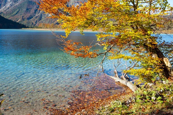 Otoño pacífico Alpes lago de montaña Offensee lago, Salzkammergut , —  Fotos de Stock