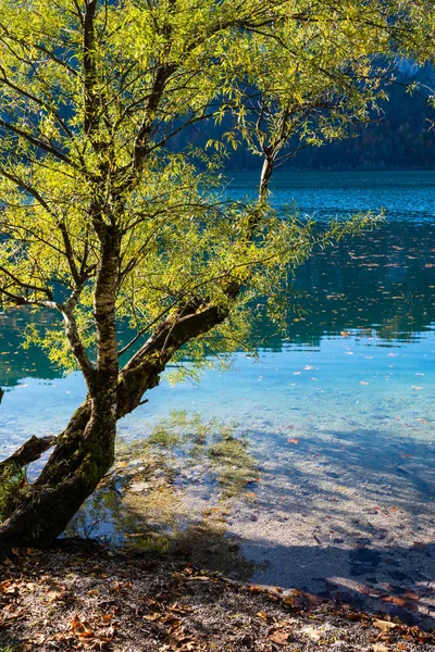 Grande salgueiro perto de outono Alpes lago de montanha com transp claro — Fotografia de Stock