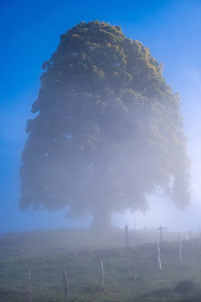 Misty outono manhã montanha e grande árvore solitária vista de hiki — Fotografia de Stock