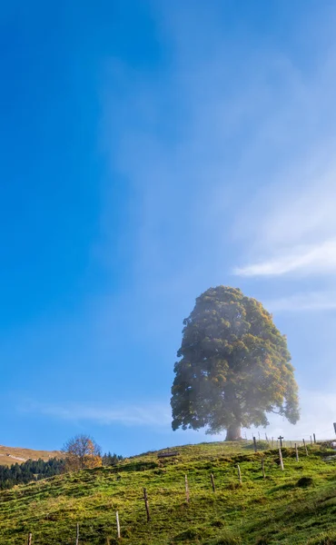 Misty autumn morning mountain and big lonely tree view from hiki — Stock Photo, Image