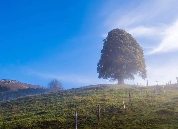 Misty autumn morning mountain and big lonely tree view from hiki — Stock Photo, Image