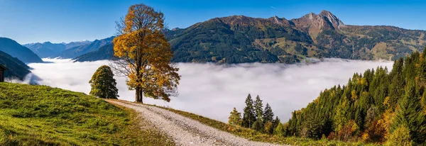 Misty automne matin montagne et grands arbres solitaires vue de la randonnée — Photo