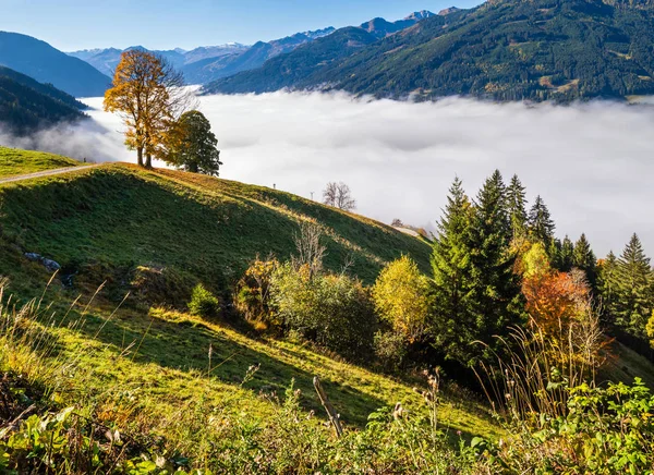 Nebliger Herbstmorgen Berg und große einsame Bäume Blick vom Wanderweg — Stockfoto