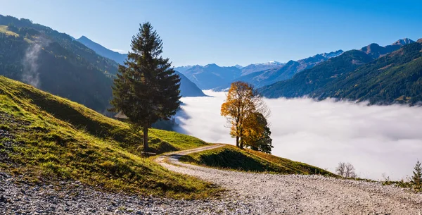 Misty autunno mattina montagna e grandi alberi solitari vista da escursione — Foto Stock