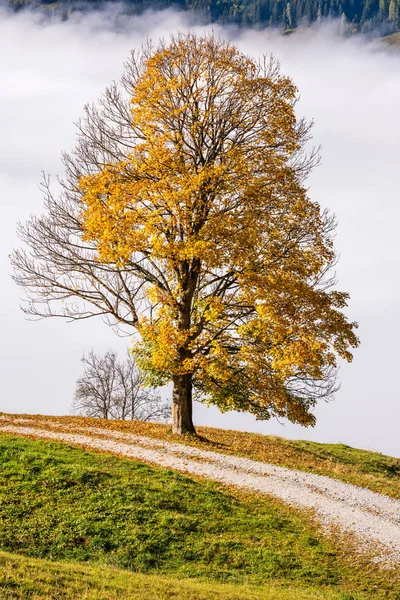 Mglisty jesienny poranek góry i duży samotny widok na drzewo z hiki — Zdjęcie stockowe