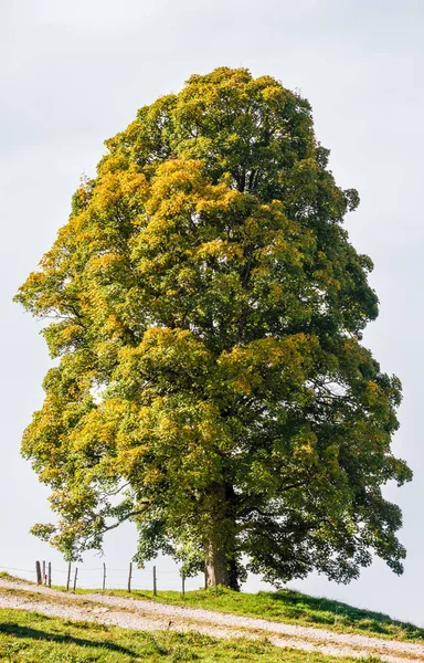 Misty herfst ochtend berg en grote eenzame boom uitzicht vanaf hiki — Stockfoto