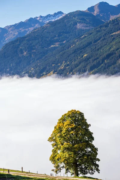 Misty herfst ochtend berg en grote eenzame boom uitzicht vanaf hiki — Stockfoto