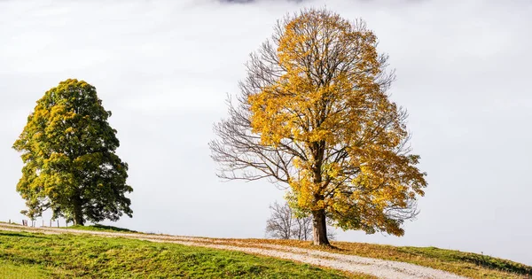 Montaña nublada de otoño por la mañana y grandes árboles solitarios vista de caminata — Foto de Stock