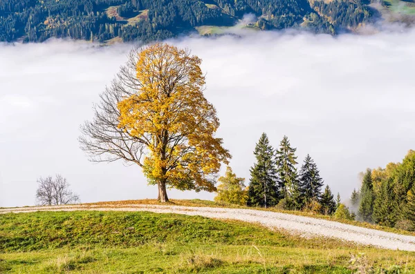 Misty otoño mañana montaña y grande solitario árbol vista desde hiki —  Fotos de Stock