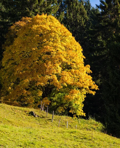 Soleado idílico otoño escena alpina. Pacífica mañana brumosa Alpes m —  Fotos de Stock