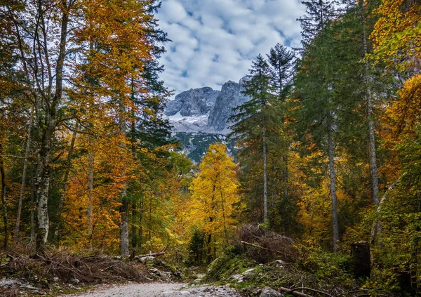 Lugn höst Alperna bergsutsikt skog. Nära Gosauseen eller Vor — Stockfoto