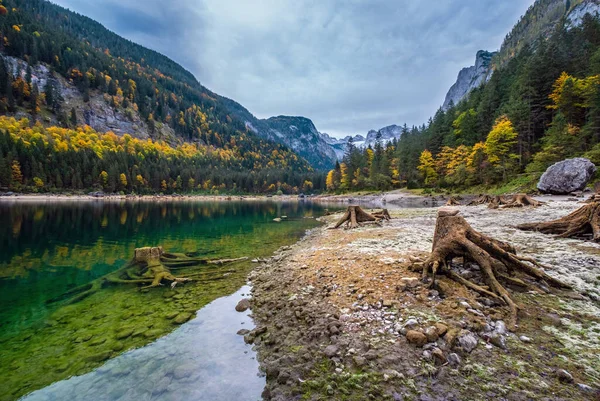 Troncos de árvores após o desmatamento perto do outono Lago Gosauseen, Uppe — Fotografia de Stock