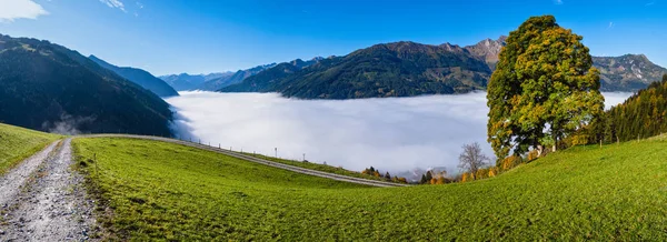 Misty outono manhã montanha e grande árvore solitária vista de hiki — Fotografia de Stock