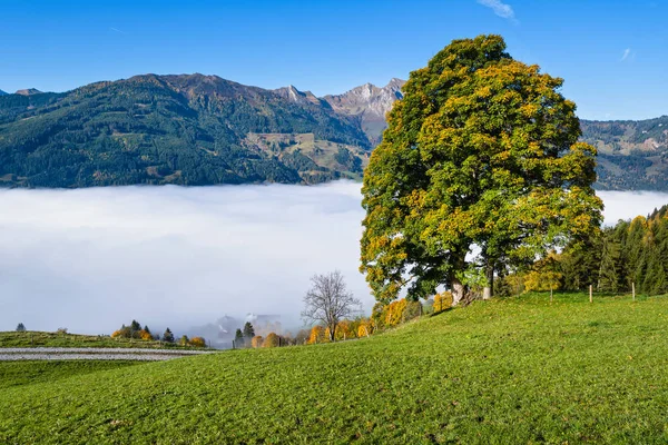 霧深い秋の朝の山と錦からの大きな孤独な木の景色 — ストック写真