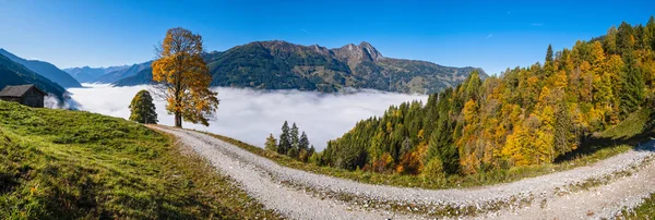 霧深い秋の朝の山とハイキングからの大きな孤独な木の景色 — ストック写真