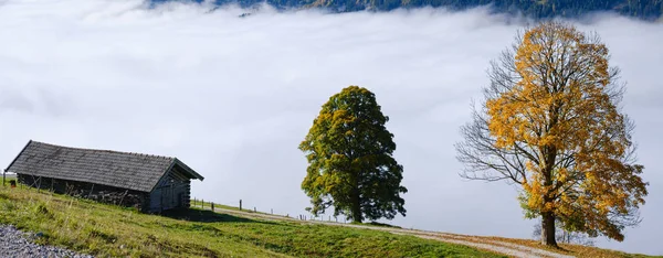 Misty outono manhã montanha e grandes árvores solitárias vista de caminhada — Fotografia de Stock