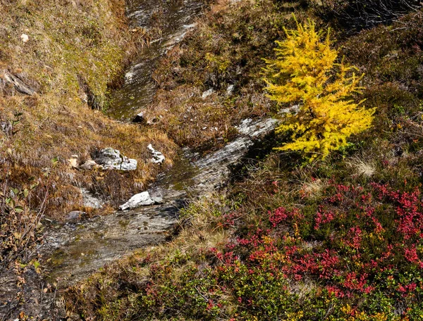 从D的远足路径看和平的秋天阿尔卑斯山的阳光 — 图库照片