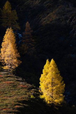 Sonbahar rengarenk karaçam ağaçları, gün ışığında, arka planda.
