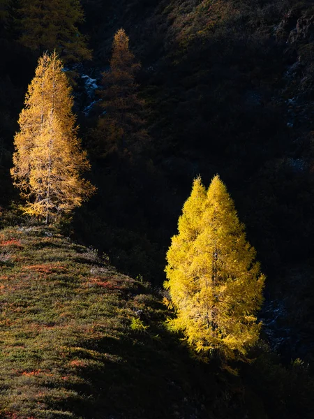 Autumn colorful larch trees in sunlight on background of dark hi — Stock Photo, Image