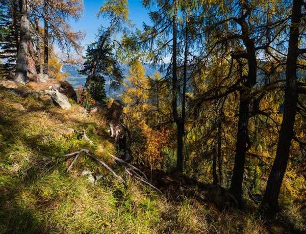 穏やかな秋のアルプスの山の森の景色。Reiteralm, Steermark — ストック写真