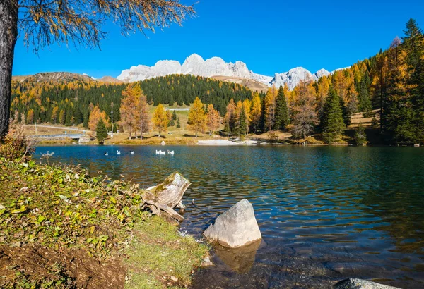 Geese Flock Autumn Alpine Mountain Pond Far San Pellegrino Pass — 图库照片