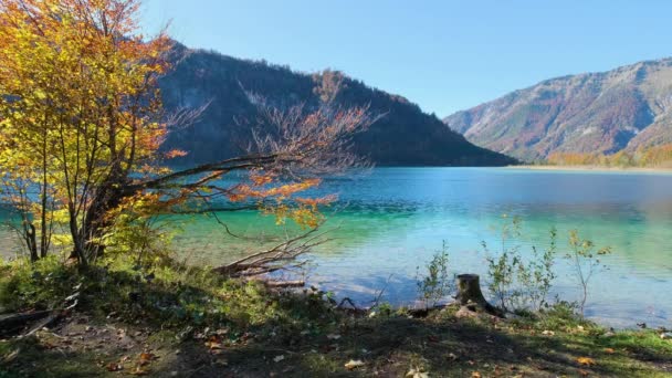 日当たりの良い牧歌的なカラフルな秋の高山の景色 透明な水と反射で穏やかな秋のアルプスの山の湖 オッフェンゼー湖 ザルツカンマーグート オーストリア — ストック動画