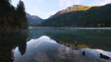 Sonbaharın erken saatlerinde Jaegersee Gölü 'nde ördek sürüsü ve yukarıdaki dağlar ve Kleinarl, Land Salzburg, Avusturya. Resimli yürüyüş, mevsimlik ve doğa güzelliği konsepti..