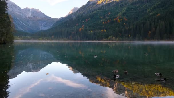 秋の早朝の高山Jegersee湖 アヒルの群れ および上記の山 およびKleinarl 土地ザルツブルク オーストリア 絵のように美しいハイキング 自然の美しさのコンセプトシーン — ストック動画