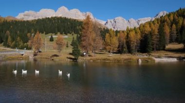 Geese flock on autumn alpine mountain pond not far from San Pellegrino Pass, Trentino, Dolomites Alps, Italy. Cima Uomo rocky massif in far. Traveling, seasonal and nature beauty concept scene.