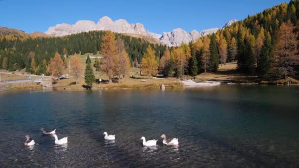 Stado Gęsi Jesiennym Alpejskim Stawie Górskim Niedaleko Przełęczy San Pellegrino — Wideo stockowe